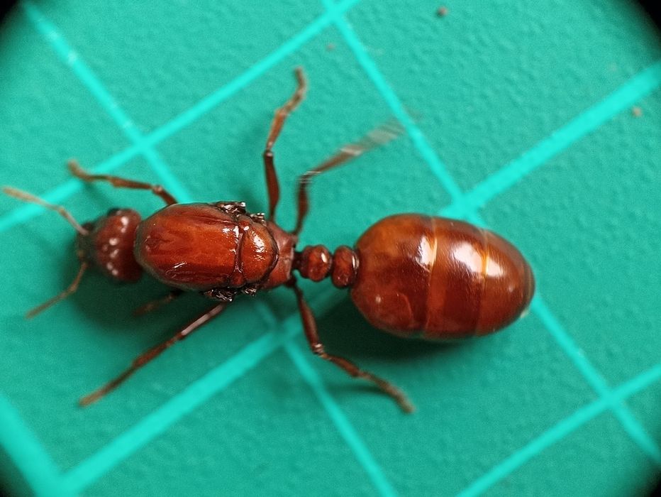 Мурахи Carebara lignata