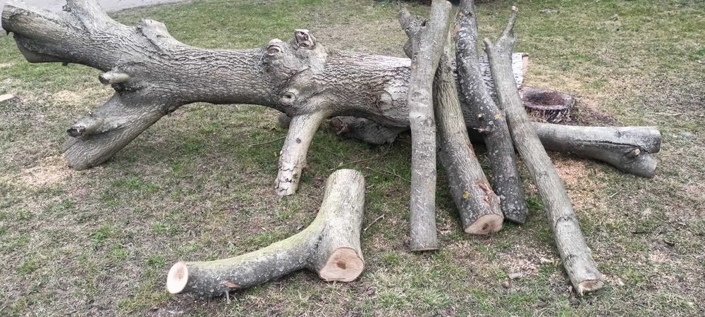 Sprzedam drzewo orzech włoski