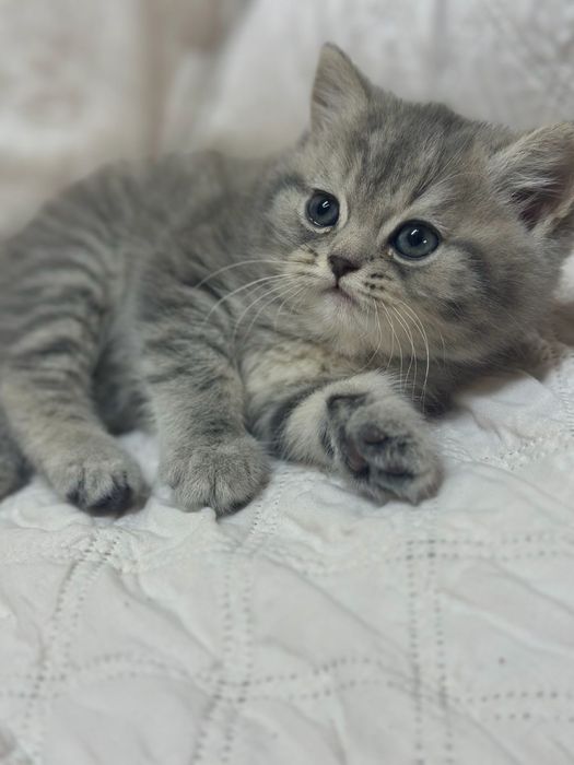 Шотланлские котята табби