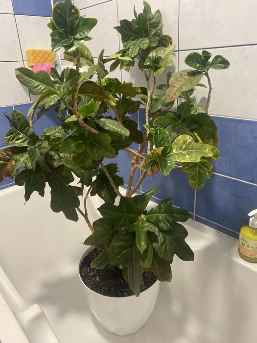 Кротон дерево кімнатна рослина