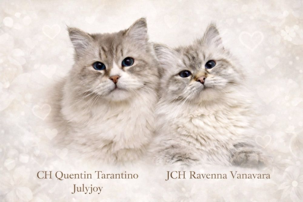 Neva masquerade kocięta