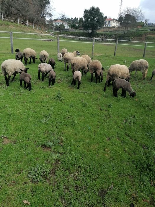 Ovelhas cruzadas Suffolk e puras