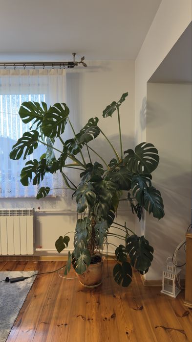Monstera 200 cm dziury