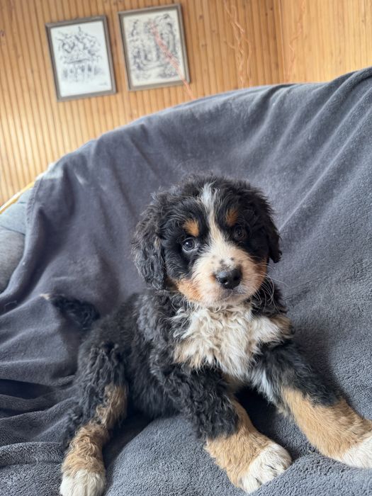 Berneński Pies Pasterski