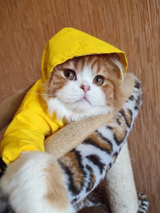 Шотландский котик