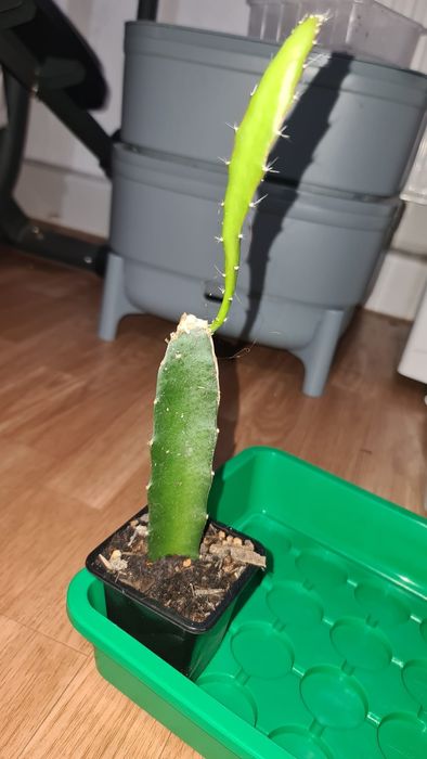 Galho de planta pitaya (dragonfruit) do Brasil