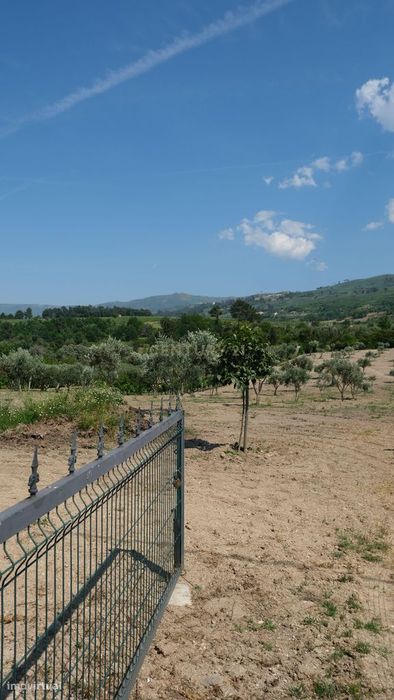 Terreno com 2.006 m², oliveiras em produção e construção de apoio | Sã