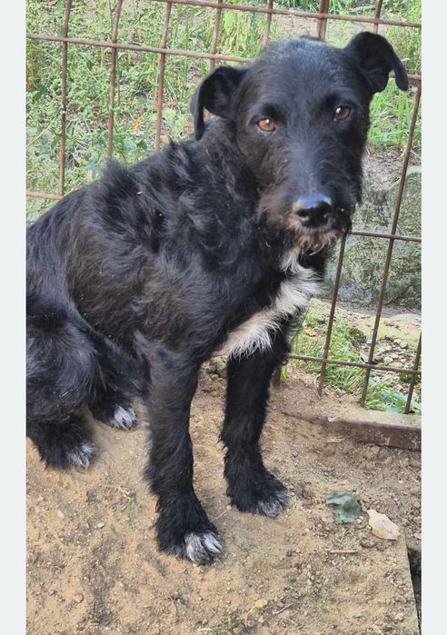 Piesek około 2 lata