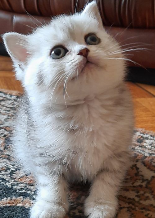 Мімішні скоттіш-страйти