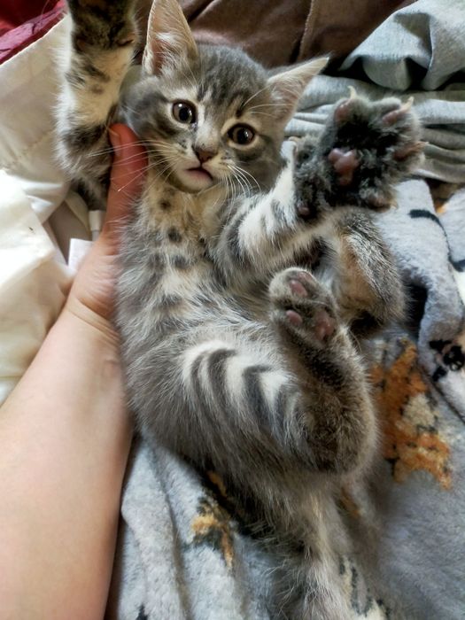 Котята шотландцы ищут любящих хозяев