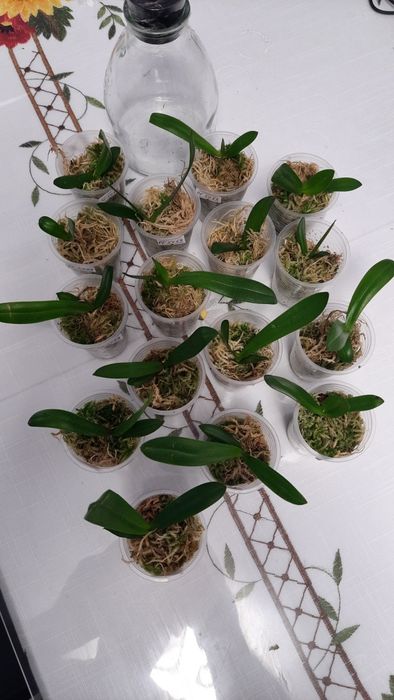 Орхідея/Адаптовані дітки з фласки