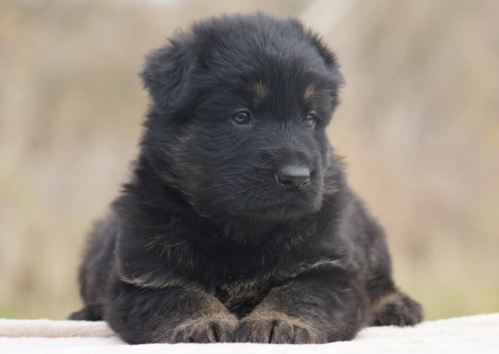 Два черно подпалых мальчика .Длинношерстные.