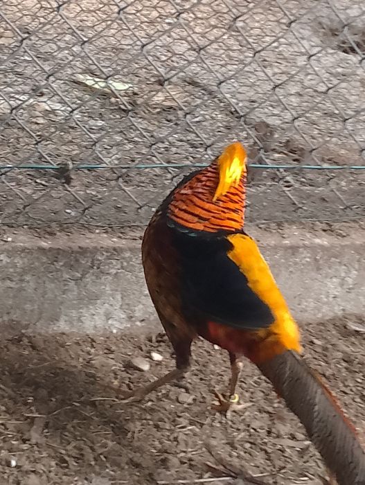 Sprzedam samca bażanta złotego.