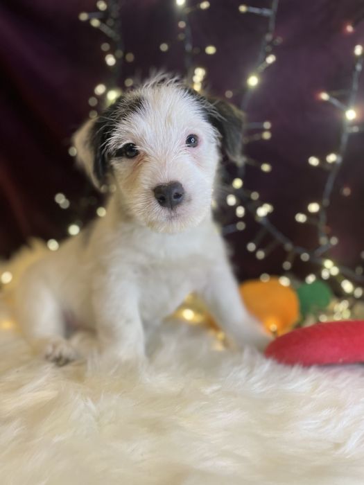Jack Russell Terrier (FCI) szczeniak