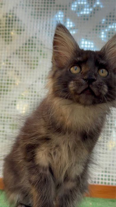 Sprzedam kociaka rasy Maine Coon