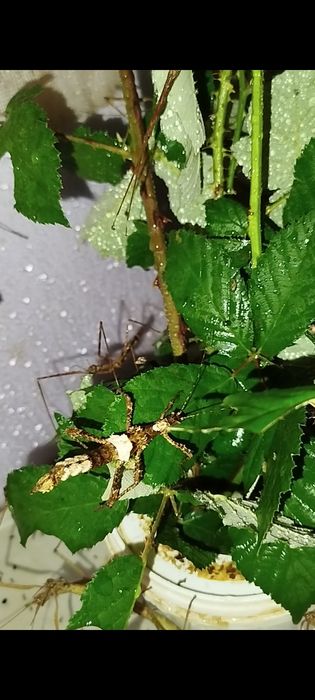 Паличник несподіваний з білою полосочкою