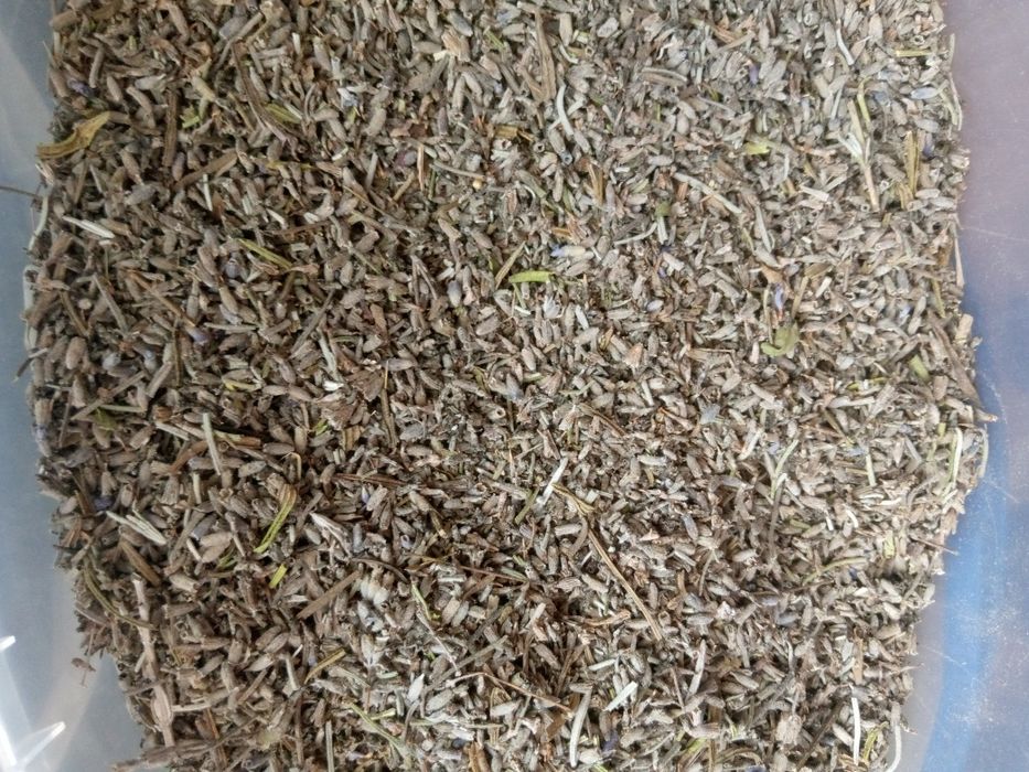 Сухий цвіт лаванди