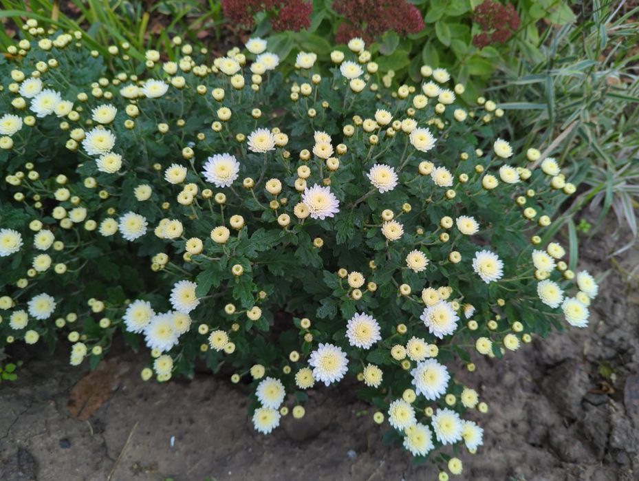 Хризантема середніх сортів