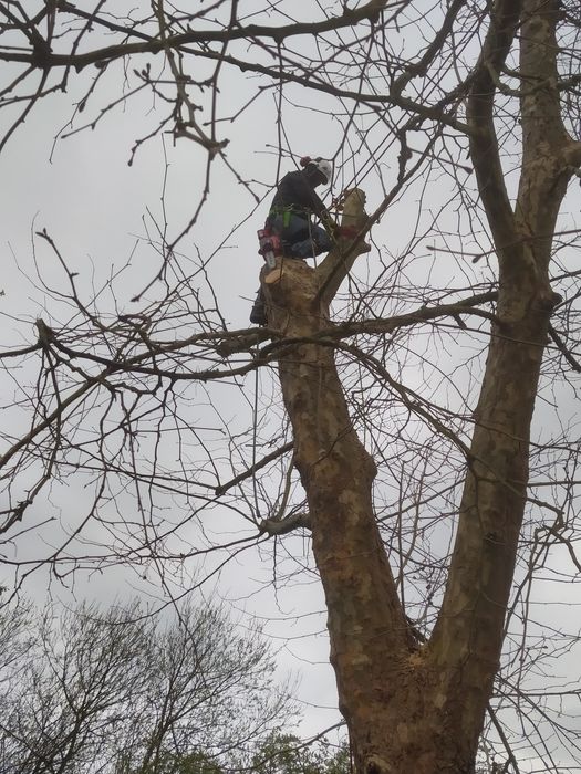 Poda de árvores e sebes