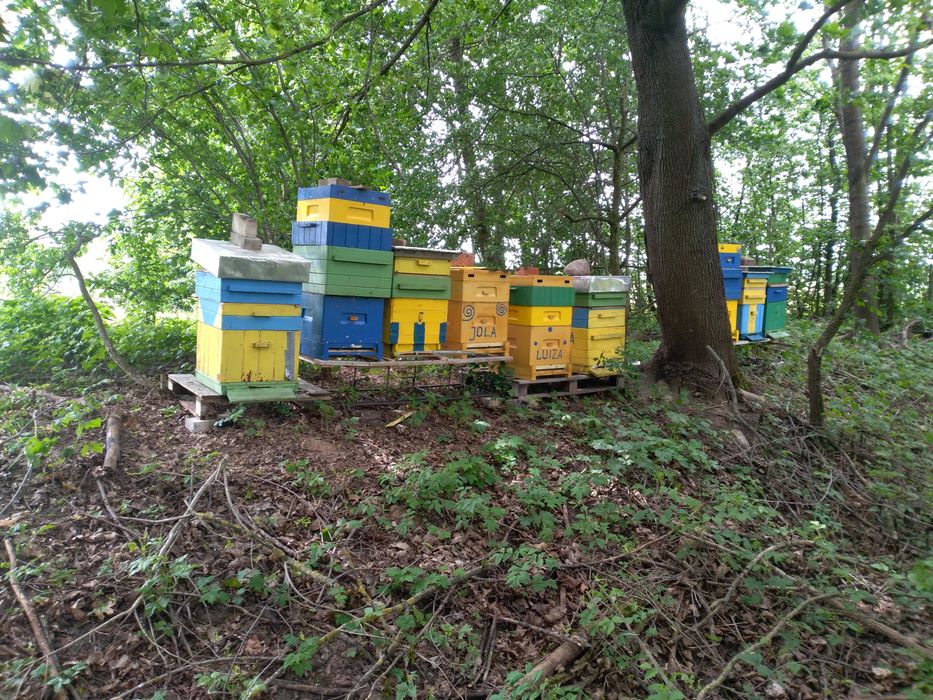 Sprzedam ule z rodzinami