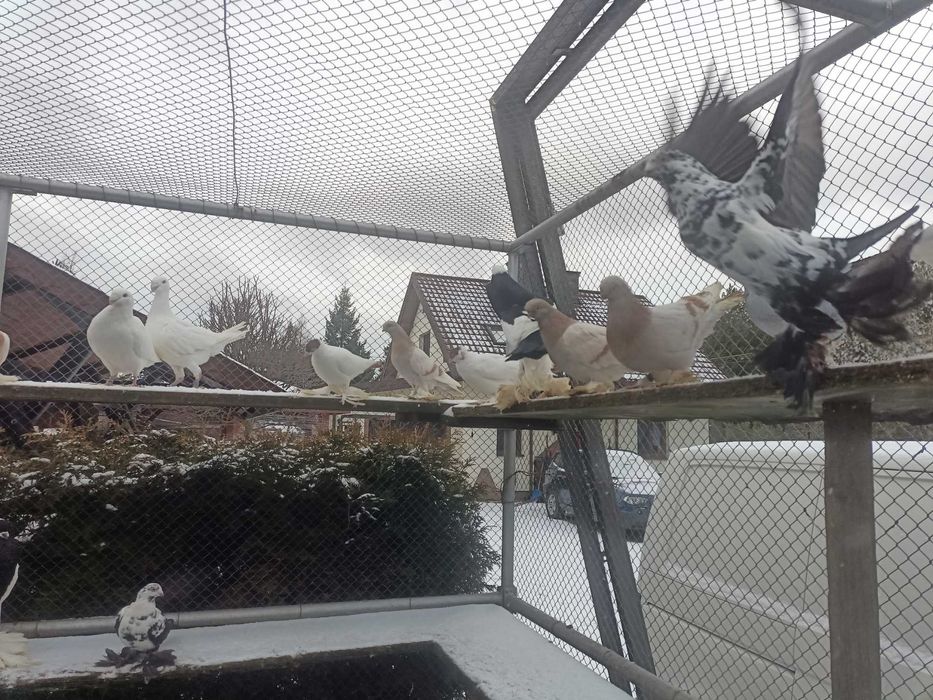 Gołębie ozdobne różne