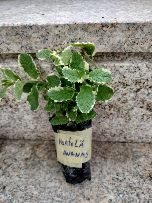 Hortelãs e outras aromáticas