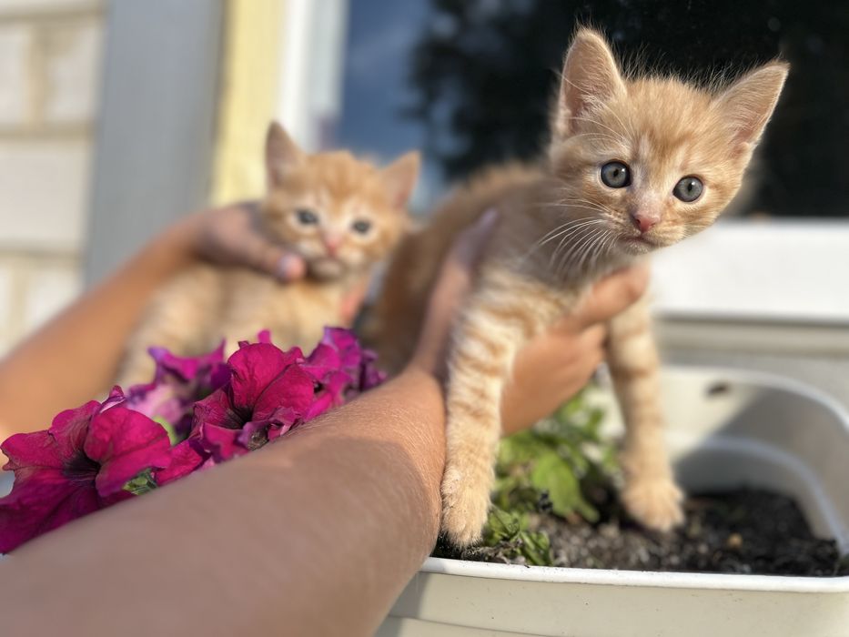 Котята бесплатно