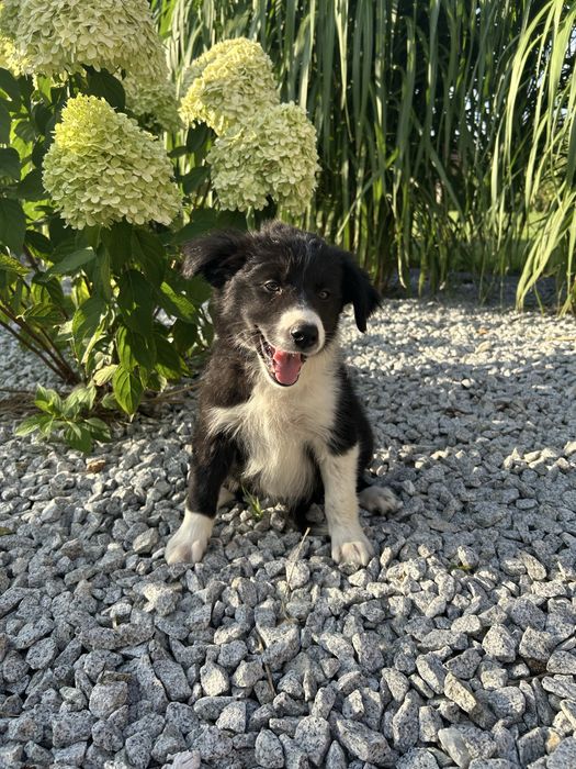 Border Collie Suczka