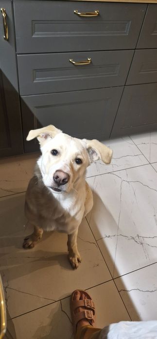 Oddam za Darmo Suczkę