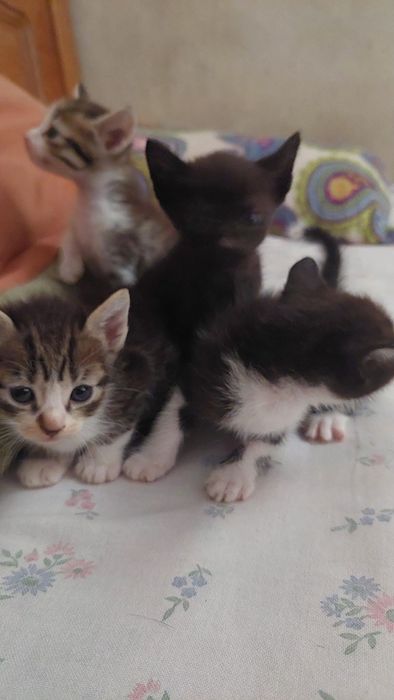 Gatos bebés para adoção responsável