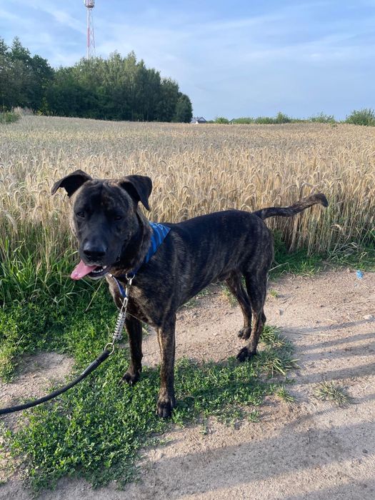 10 miesieczny Tanos do adopcji