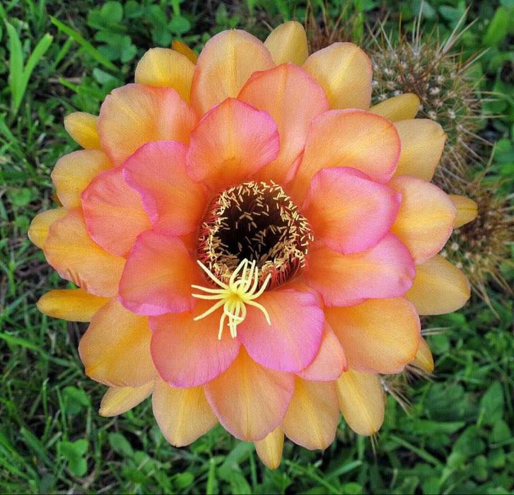 Trichocereus hybryda AW.02-2002 Wessner - kaktus 1 szt.