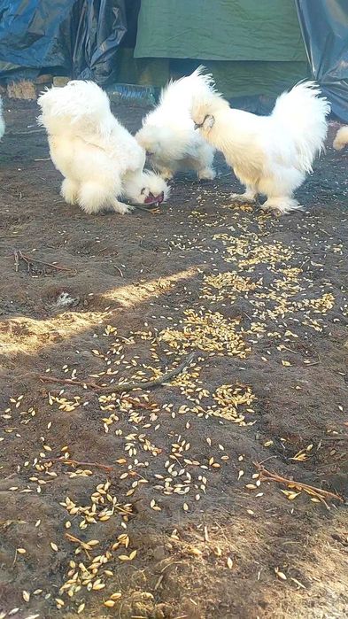 Китайський пуховий шовковий півник
