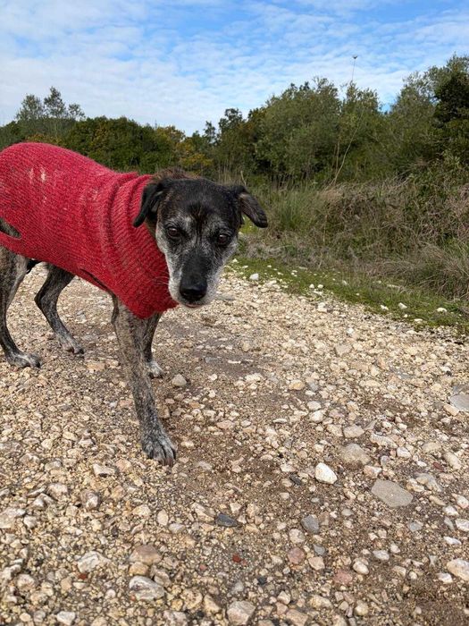 Jane - Para Adopção