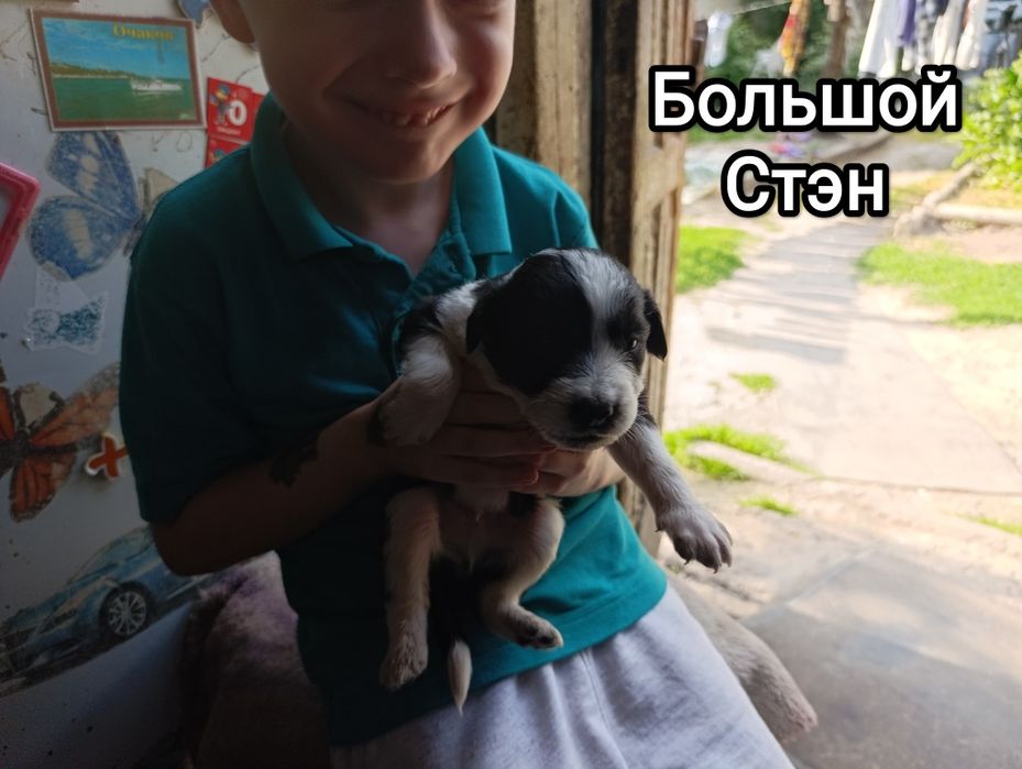 Щенки в хорошие руки .Срочно. Не проходите мимо.