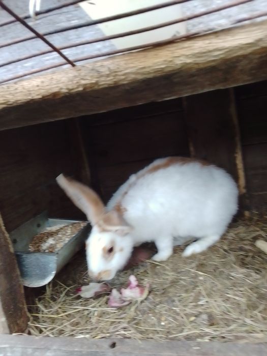 Sprzedam samicę srokacza