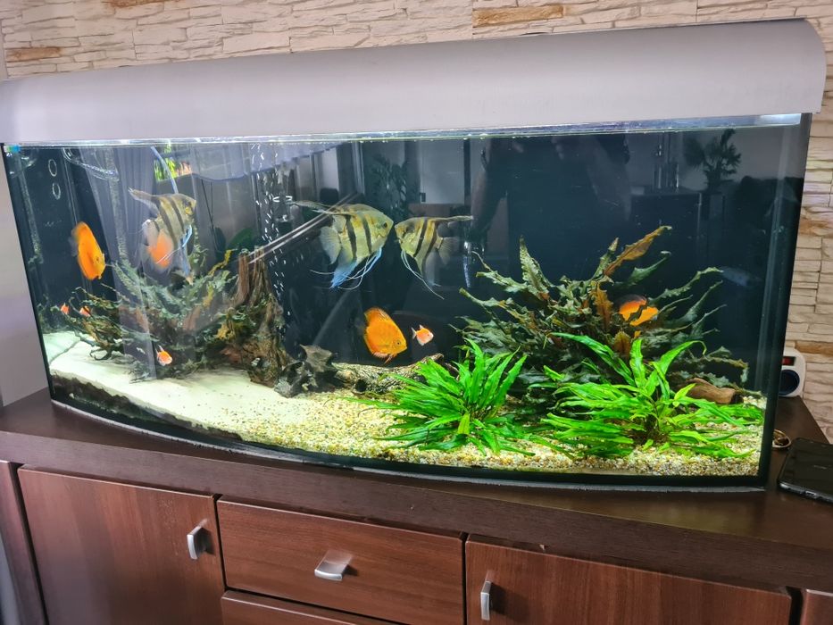 Akwarium 240l cały zestaw