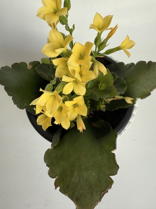 Kalanchoe sukulent w białej osłonce