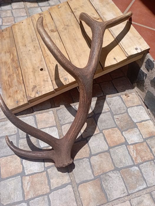 Cornos de veado - o preço depende do tamanho