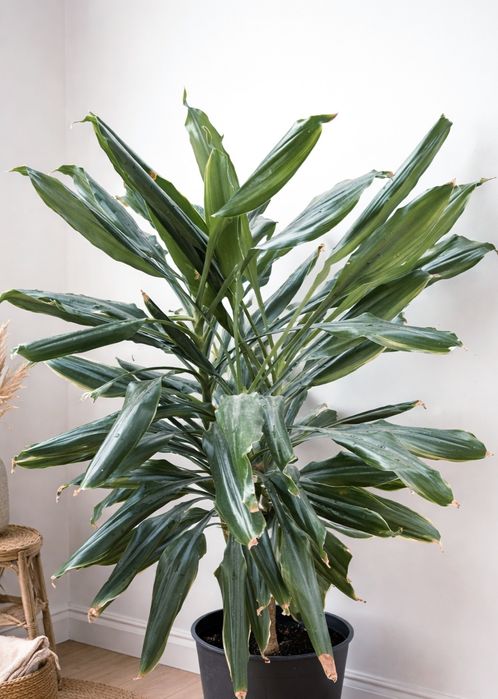 Dracena 1 m wysokość