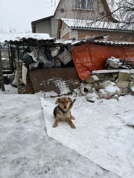 Метис овчарки в добрі руки