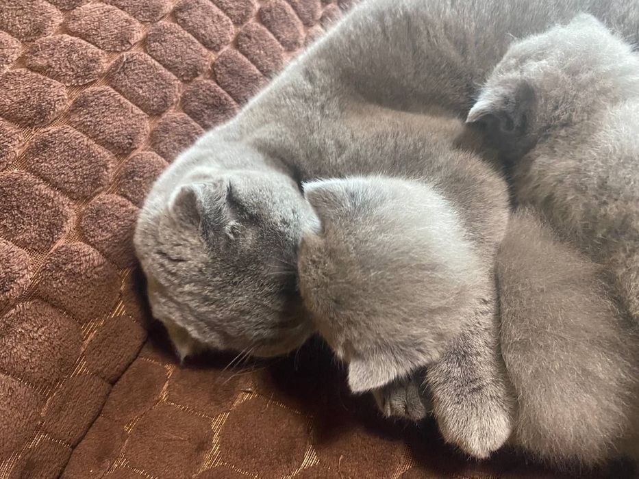 Продам шотландських весловухих котят