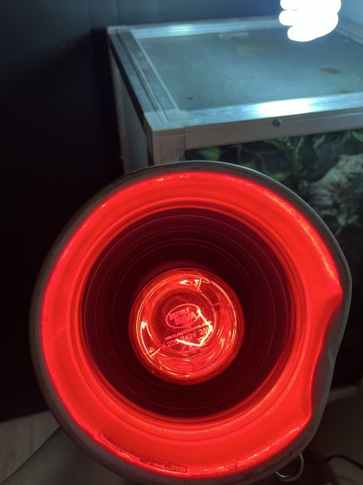 Terrarium dla gadów, kameleona