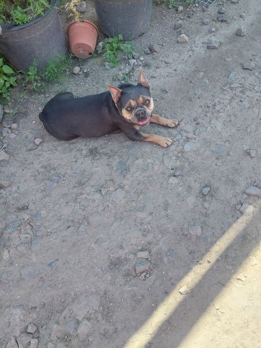 Szczenie buldog francuski blue tan