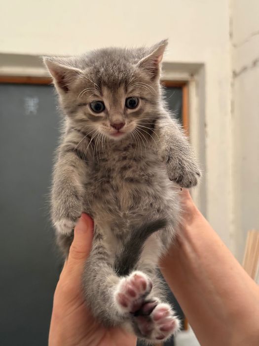 Кошенята 2 місяці,  у добрі руки
