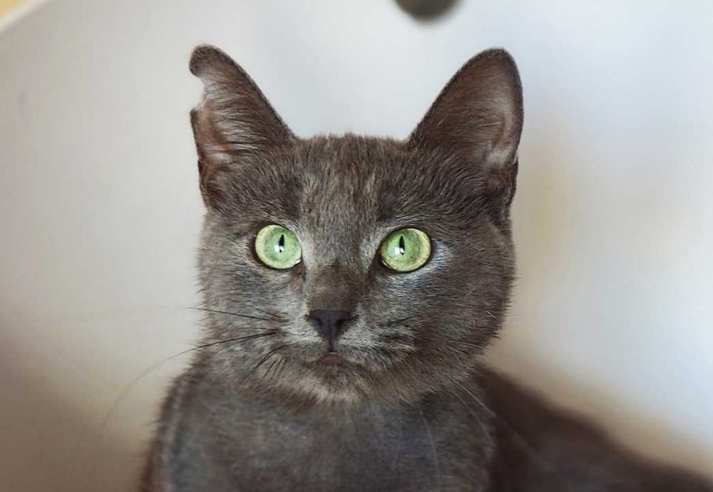 Милаша, 1 год, ищет дом — нежная кошечка с сердцем, полным любви!