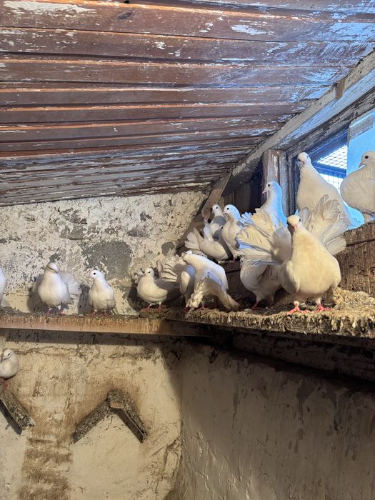 Sprzedam gołębie pawiki