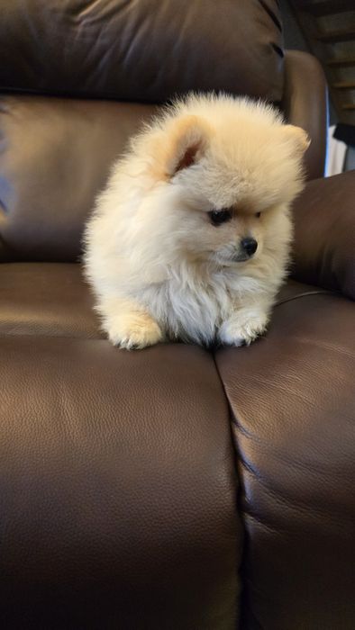 Pomeranian szpic miniaturowy