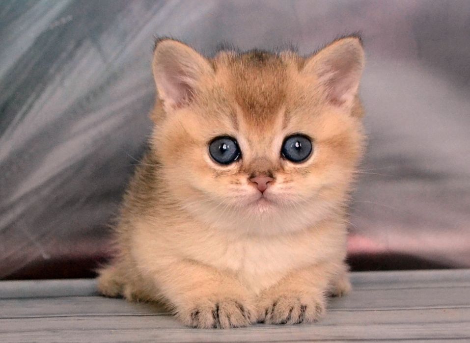 Мальчишка золотой шиншилла