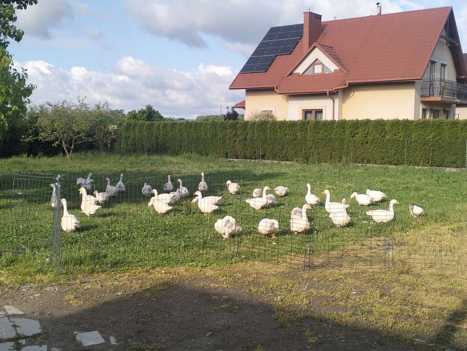 Zapisy na Gęsi kałudzkie